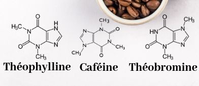 Caféine-théophylline-théobromine